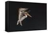 An Adult Brown Pelican (Pelecanus Occidentalis), at Night Near Isla Santa Catalina-Michael Nolan-Framed Stretched Canvas