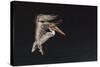 An Adult Brown Pelican (Pelecanus Occidentalis), at Night Near Isla Santa Catalina-Michael Nolan-Stretched Canvas