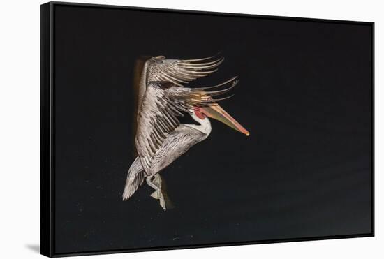 An Adult Brown Pelican (Pelecanus Occidentalis), at Night Near Isla Santa Catalina-Michael Nolan-Framed Stretched Canvas