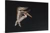 An Adult Brown Pelican (Pelecanus Occidentalis), at Night Near Isla Santa Catalina-Michael Nolan-Stretched Canvas