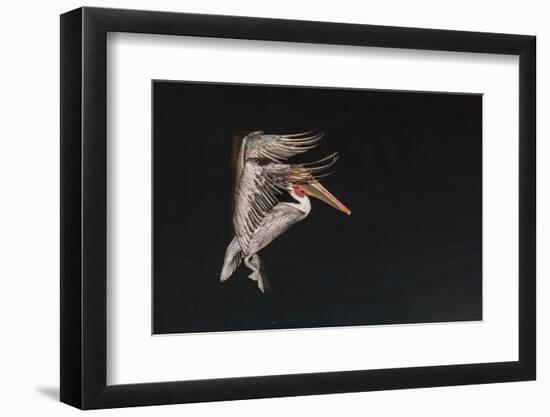 An Adult Brown Pelican (Pelecanus Occidentalis), at Night Near Isla Santa Catalina-Michael Nolan-Framed Photographic Print