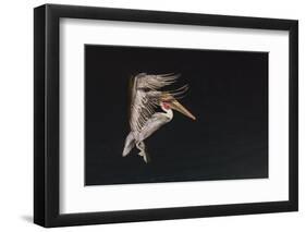 An Adult Brown Pelican (Pelecanus Occidentalis), at Night Near Isla Santa Catalina-Michael Nolan-Framed Photographic Print