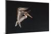 An Adult Brown Pelican (Pelecanus Occidentalis), at Night Near Isla Santa Catalina-Michael Nolan-Mounted Photographic Print