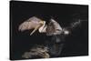 An Adult Brown Pelican (Pelecanus Occidentalis) at Night Near Isla Santa Catalina-Michael Nolan-Stretched Canvas