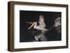 An Adult Brown Pelican (Pelecanus Occidentalis) at Night Near Isla Santa Catalina-Michael Nolan-Framed Photographic Print