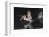 An Adult Brown Pelican (Pelecanus Occidentalis) at Night Near Isla Santa Catalina-Michael Nolan-Framed Photographic Print