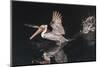 An Adult Brown Pelican (Pelecanus Occidentalis) at Night Near Isla Santa Catalina-Michael Nolan-Mounted Photographic Print