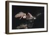 An Adult Brown Pelican (Pelecanus Occidentalis) at Night Near Isla Santa Catalina-Michael Nolan-Framed Photographic Print