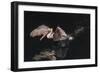 An Adult Brown Pelican (Pelecanus Occidentalis) at Night Near Isla Santa Catalina-Michael Nolan-Framed Photographic Print