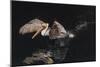 An Adult Brown Pelican (Pelecanus Occidentalis) at Night Near Isla Santa Catalina-Michael Nolan-Mounted Photographic Print