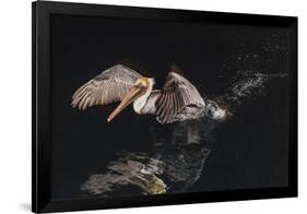 An Adult Brown Pelican (Pelecanus Occidentalis) at Night Near Isla Santa Catalina-Michael Nolan-Framed Photographic Print