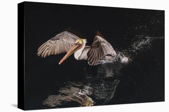 An Adult Brown Pelican (Pelecanus Occidentalis) at Night Near Isla Santa Catalina-Michael Nolan-Stretched Canvas