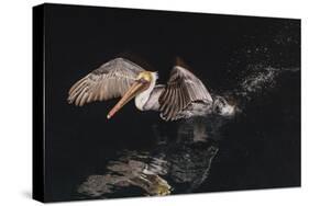 An Adult Brown Pelican (Pelecanus Occidentalis) at Night Near Isla Santa Catalina-Michael Nolan-Stretched Canvas