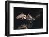 An Adult Brown Pelican (Pelecanus Occidentalis) at Night Near Isla Santa Catalina-Michael Nolan-Framed Photographic Print