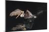 An Adult Brown Pelican (Pelecanus Occidentalis) at Night Near Isla Santa Catalina-Michael Nolan-Mounted Photographic Print