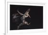 An Adult Brown Pelican (Pelecanus Occidentalis) at Night Near Isla Santa Catalina-Michael Nolan-Framed Photographic Print