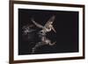 An Adult Brown Pelican (Pelecanus Occidentalis) at Night Near Isla Santa Catalina-Michael Nolan-Framed Photographic Print