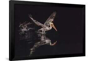 An Adult Brown Pelican (Pelecanus Occidentalis) at Night Near Isla Santa Catalina-Michael Nolan-Framed Photographic Print