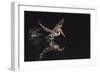 An Adult Brown Pelican (Pelecanus Occidentalis) at Night Near Isla Santa Catalina-Michael Nolan-Framed Photographic Print