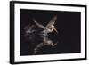 An Adult Brown Pelican (Pelecanus Occidentalis) at Night Near Isla Santa Catalina-Michael Nolan-Framed Photographic Print