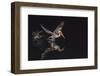 An Adult Brown Pelican (Pelecanus Occidentalis) at Night Near Isla Santa Catalina-Michael Nolan-Framed Photographic Print