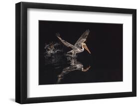 An Adult Brown Pelican (Pelecanus Occidentalis) at Night Near Isla Santa Catalina-Michael Nolan-Framed Photographic Print