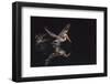 An Adult Brown Pelican (Pelecanus Occidentalis) at Night Near Isla Santa Catalina-Michael Nolan-Framed Photographic Print