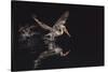 An Adult Brown Pelican (Pelecanus Occidentalis) at Night Near Isla Santa Catalina-Michael Nolan-Stretched Canvas