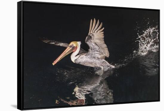 An Adult Brown Pelican (Pelecanus Occidentalis) at Night Near Isla Santa Catalina-Michael Nolan-Framed Stretched Canvas