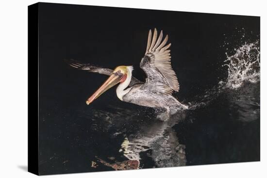 An Adult Brown Pelican (Pelecanus Occidentalis) at Night Near Isla Santa Catalina-Michael Nolan-Stretched Canvas