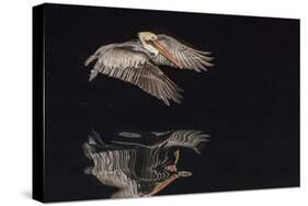 An Adult Brown Pelican (Pelecanus Occidentalis) at Night Near Isla Santa Catalina-Michael Nolan-Stretched Canvas