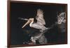 An Adult Brown Pelican (Pelecanus Occidentalis) at Night Near Isla Santa Catalina-Michael Nolan-Framed Photographic Print