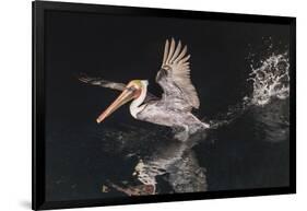 An Adult Brown Pelican (Pelecanus Occidentalis) at Night Near Isla Santa Catalina-Michael Nolan-Framed Photographic Print