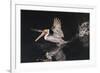 An Adult Brown Pelican (Pelecanus Occidentalis) at Night Near Isla Santa Catalina-Michael Nolan-Framed Photographic Print