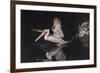 An Adult Brown Pelican (Pelecanus Occidentalis) at Night Near Isla Santa Catalina-Michael Nolan-Framed Photographic Print