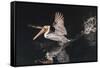 An Adult Brown Pelican (Pelecanus Occidentalis) at Night Near Isla Santa Catalina-Michael Nolan-Framed Stretched Canvas