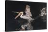 An Adult Brown Pelican (Pelecanus Occidentalis) at Night Near Isla Santa Catalina-Michael Nolan-Stretched Canvas