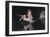 An Adult Brown Pelican (Pelecanus Occidentalis) at Night Near Isla Santa Catalina-Michael Nolan-Framed Photographic Print