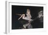 An Adult Brown Pelican (Pelecanus Occidentalis) at Night Near Isla Santa Catalina-Michael Nolan-Framed Photographic Print