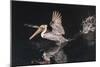 An Adult Brown Pelican (Pelecanus Occidentalis) at Night Near Isla Santa Catalina-Michael Nolan-Mounted Photographic Print