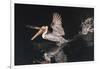 An Adult Brown Pelican (Pelecanus Occidentalis) at Night Near Isla Santa Catalina-Michael Nolan-Framed Premium Photographic Print