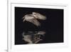 An Adult Brown Pelican (Pelecanus Occidentalis) at Night Near Isla Santa Catalina-Michael Nolan-Framed Photographic Print