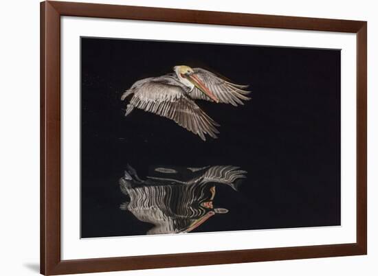 An Adult Brown Pelican (Pelecanus Occidentalis) at Night Near Isla Santa Catalina-Michael Nolan-Framed Photographic Print