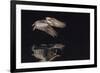 An Adult Brown Pelican (Pelecanus Occidentalis) at Night Near Isla Santa Catalina-Michael Nolan-Framed Photographic Print