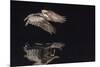 An Adult Brown Pelican (Pelecanus Occidentalis) at Night Near Isla Santa Catalina-Michael Nolan-Mounted Photographic Print