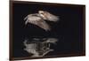 An Adult Brown Pelican (Pelecanus Occidentalis) at Night Near Isla Santa Catalina-Michael Nolan-Framed Photographic Print