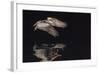 An Adult Brown Pelican (Pelecanus Occidentalis) at Night Near Isla Santa Catalina-Michael Nolan-Framed Photographic Print