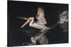 An Adult Brown Pelican (Pelecanus Occidentalis) at Night Near Isla Santa Catalina-Michael Nolan-Stretched Canvas