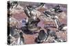 An Adult Brown Skua (Stercorarius Spp) Stealing a Penguin Egg at Brown Bluff, Antarctica-Michael Nolan-Stretched Canvas