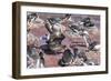 An Adult Brown Skua (Stercorarius Spp) Stealing a Penguin Egg at Brown Bluff, Antarctica-Michael Nolan-Framed Photographic Print